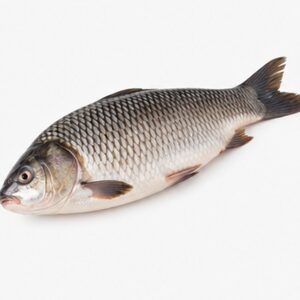 Fresh Rohu Fish